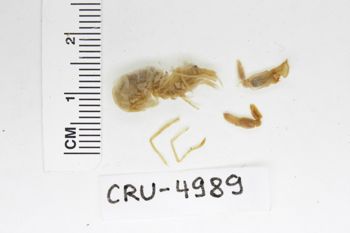 Media type: image;   Invertebrate Zoology CRU-4989 Description: Preserved specimen.;